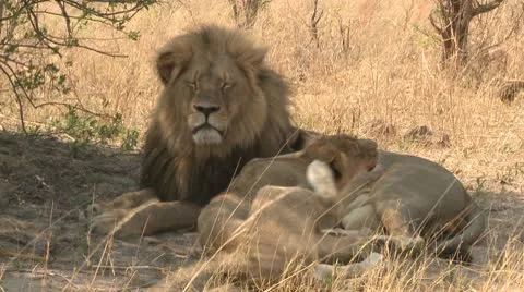Lions Resting 3 Stock Footage 10591979