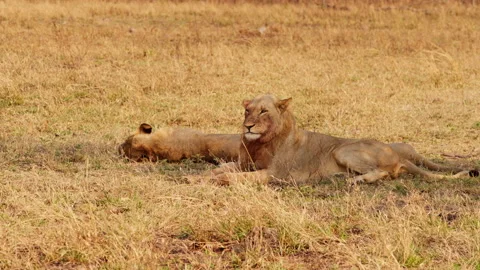 Lions Resting And Lying On The Grass Stock Footage 236961602