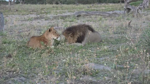 Lions resting calmly between jackal calls in Savuti sequence — Part 5 Stock Footage 321231924