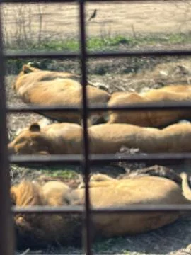 Lions Resting in Captivity Stock Photos