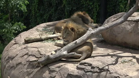 Lions Resting on a Cliff Stock Footage 138673036