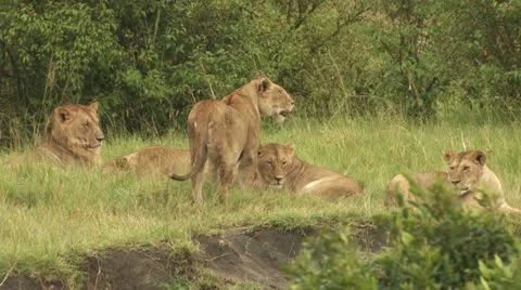 Lions resting Stock Footage 22261744