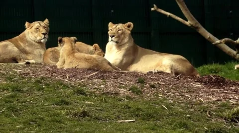 Lions Resting Video stock 48842008