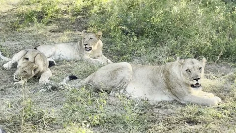 Lions resting Stock Footage 334572193