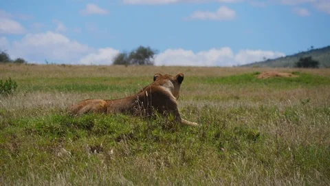 Lions resting in the grass Stock Footage 88558816