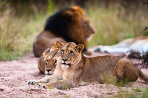Lions resting Stock-Fotos