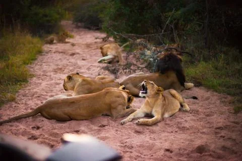 Lions resting Stock Photos