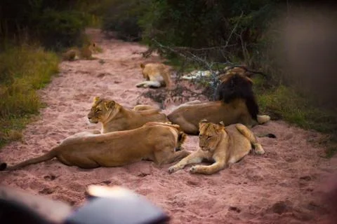 Lions resting 스톡 사진