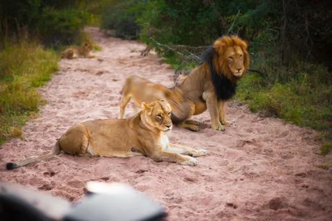 Lions resting Stock Photos