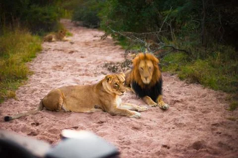 Lions resting 스톡 사진
