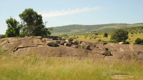 Lions resting on rock Vídeos de archivo 55305656