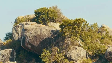 Lions resting on rock over fields of African savannah, hot day in Serengeti Stock Footage 88213554