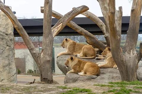 Lions resting on rocks under a tree in zoo enclosure Stock Photos