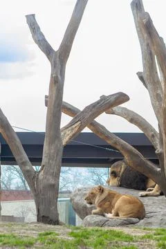 Lions resting on rocks under trees at the zoo in springtime with clear skie.. Stock Photos