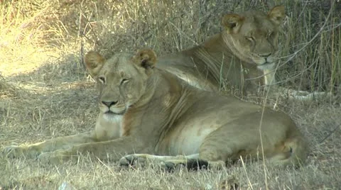 Lions resting in shade Stock Footage 10830828