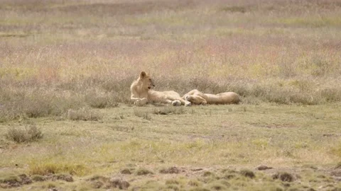 Lions Resting In Tall Grass Stock Footage 327038916