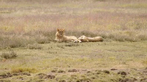Lions Resting In Tall Grass Video stock 327038926
