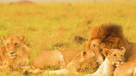Lions Resting Together Stock Footage 323142470