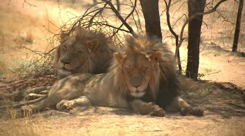 Lions resting by tree Stock Footage 10969954