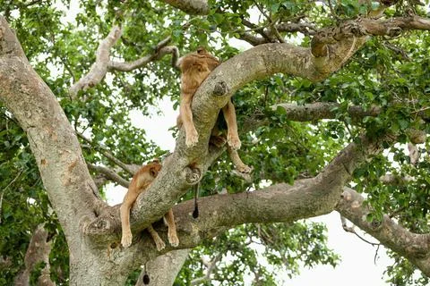 Lions resting on the tree. Queen Elizabeth National Park, Uganda Stock Photos