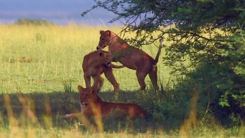 Lions Resting Under Acacia Tree 4k Telephoto Lens Footage Savannah Habitat Stockbeeldmateriaal 338263180