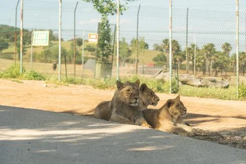 Lions resting under the shadow inside safari in madrid Stock Photos