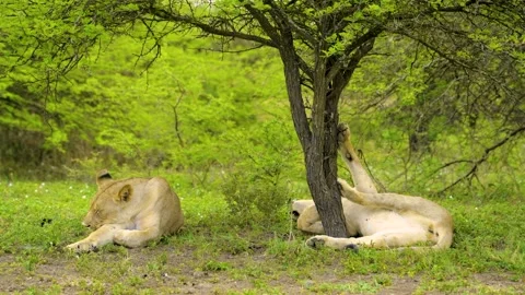 LIONS RESTING UNDER TREE 16sec Stock Footage 143793487