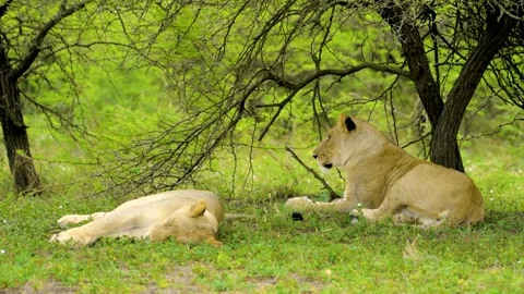LIONS RESTING UNDER TREE 22sec Stock Footage 143793695