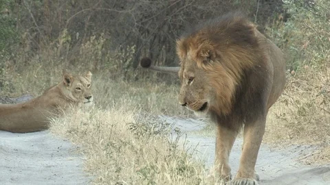 Lions on a road 스톡 동영상 105378643