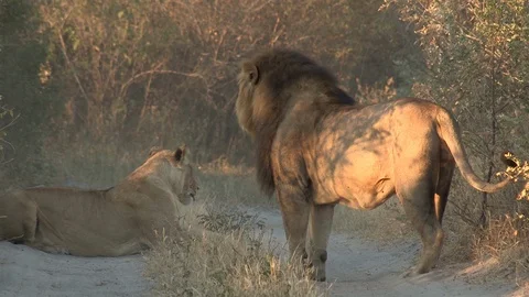 Lions on a road 스톡 동영상 105378779