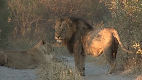 Lions on a road Video stock 105378931