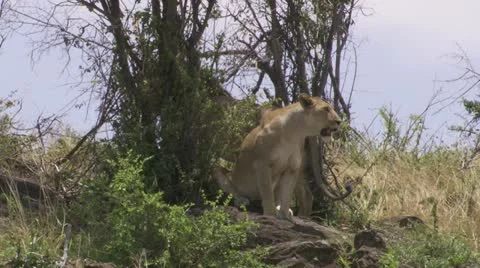 Lions on rocks Stock Footage 12652456