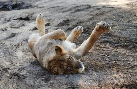 Lions rolling over on the ground Stock Photos