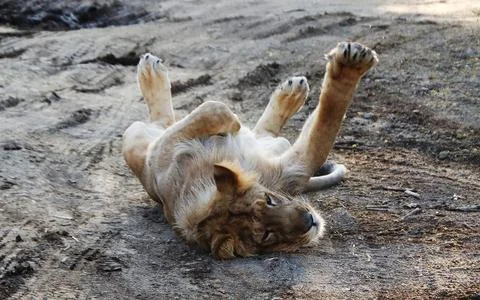Lions rolling over on the ground Stock Photos