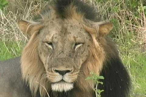 Lions Ruaha Stock-Footage 122778