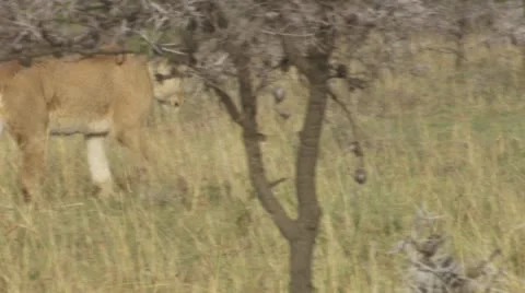 Lions rubbing a tree and jumping on it Stock Footage 12656717