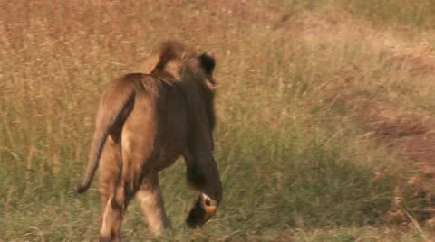 Lions running on the road Vídeos de archivo 22262851