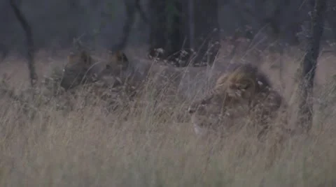 Lions scratching and walking Stock Footage 12657610