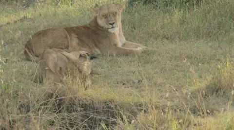 Lions in shade Video stock 11140654