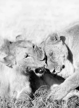 Lions showing affection Stock Photos