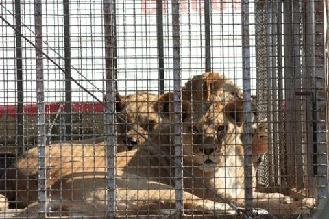 The lions sits in a cage and sad look through the bars Stock Photos