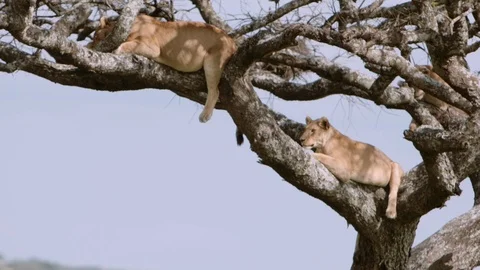 Lions sleep in tree Stock Footage 96130085