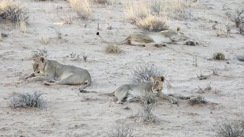 Lions sleeping on a dune Stock Footage 80525172