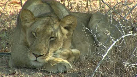 Lions sleeping in shade Stock Footage 10815373