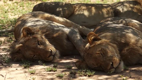 Lions sleeping in the shade Stock Footage