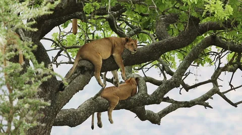 Lions sleeping in a tree Stock Footage 35461914