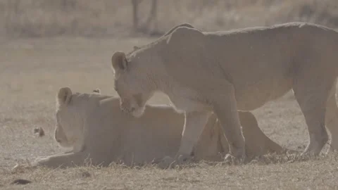 LIONS SNEEZING 库存影片 309103561