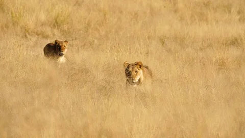 Lions stalking in grass Stock Footage 92171179