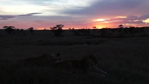 Lions At Sunset 動画素材 71018101