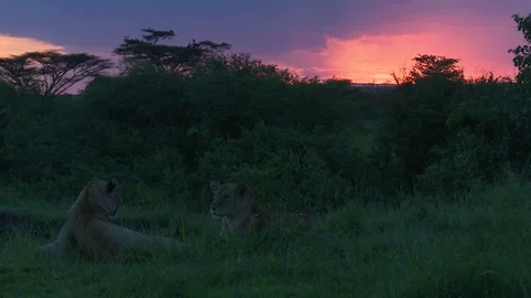 LIONS AT SUNSET Video stock 88102296
